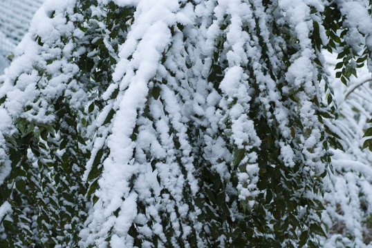 雪景