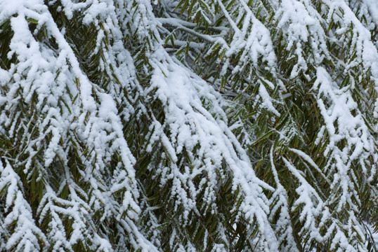 雪树