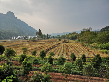 田野