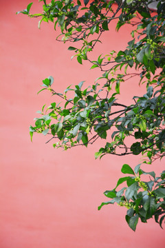 红墙桂花