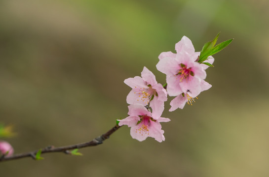 桃花