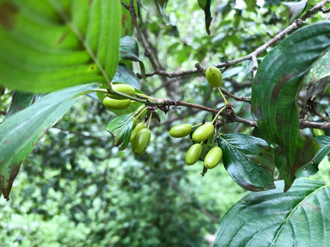 药材山茱萸