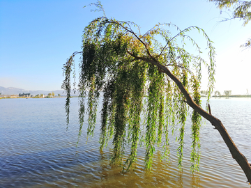 湖畔柳树