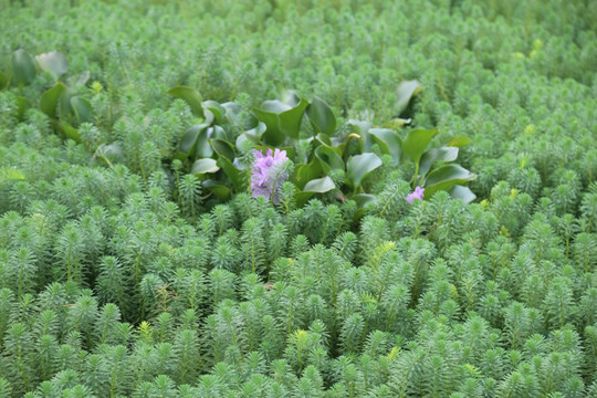 水草