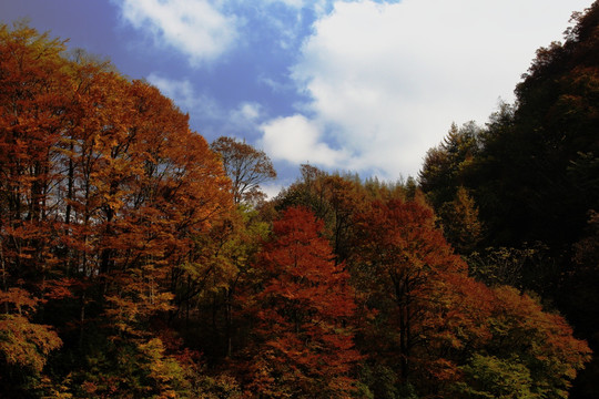 光雾山红叶