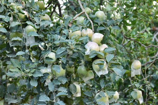 套袋苹果树