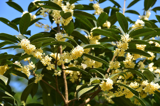 桂花树