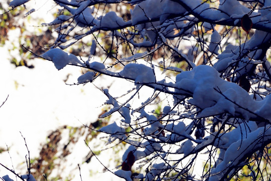 冰雪树枝