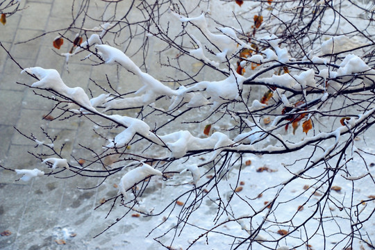 雪挂树枝