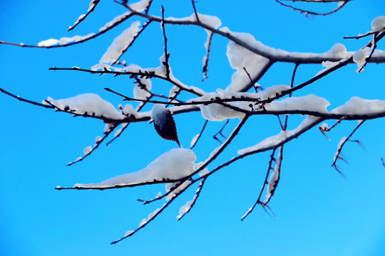 雪挂树枝