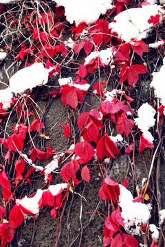 风雪中残败的红叶