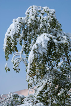 雪中情