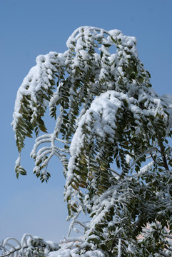 雪景