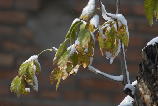 雪中情