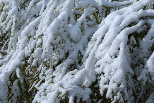 大雪