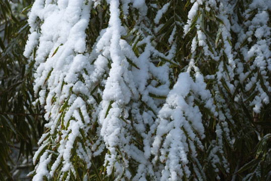 大雪