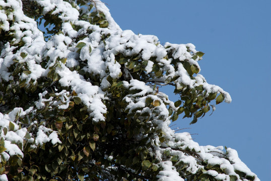 积雪