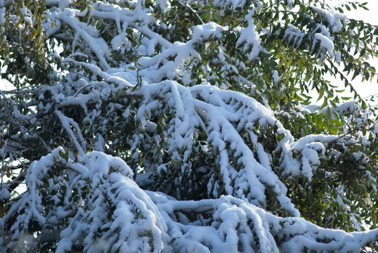 积雪