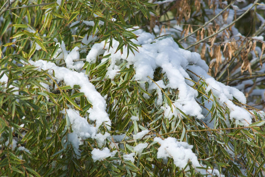 雪景