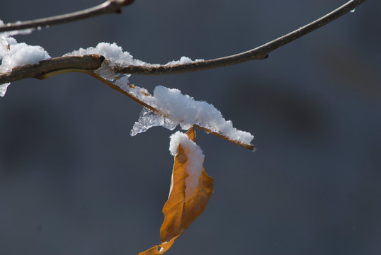 白雪黄叶