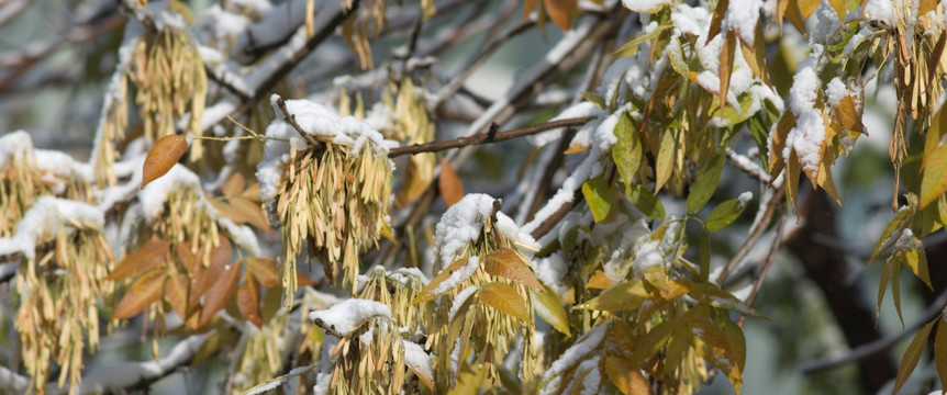 雪