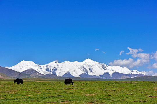 阿尼玛卿雪山