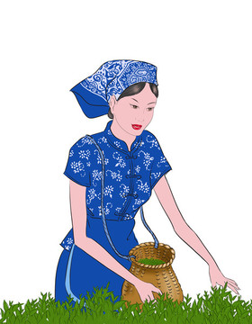 采茶女