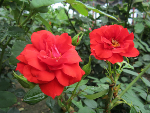 雨后月季花