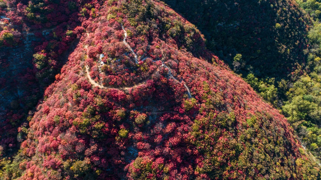 金秋时节层林尽染