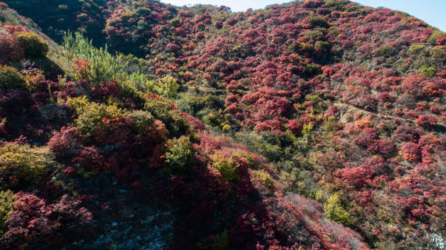 金秋时节层林尽染