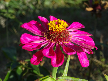 百日菊