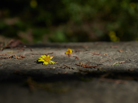 灵岩菊