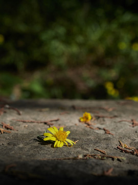 灵岩菊