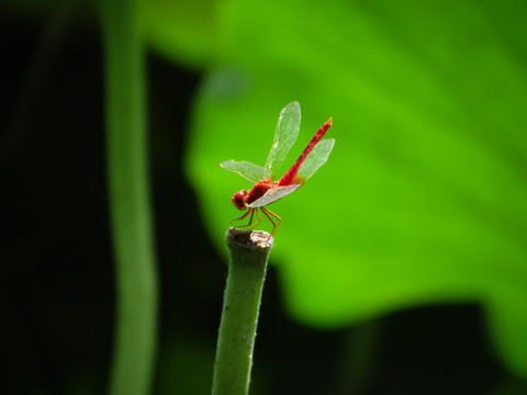 红蜻蜓