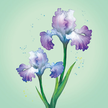 盛開(kāi)的鳶尾花手繪水彩植物