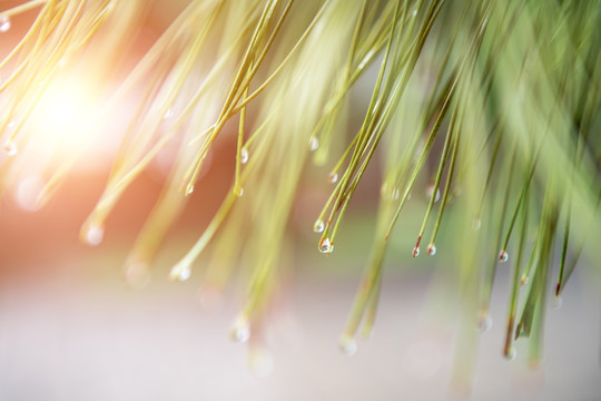 雨后松枝