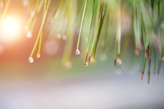 雨后松枝