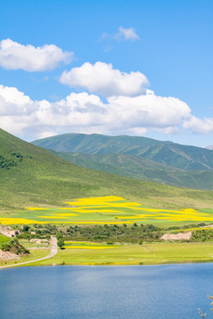 青海油菜花乡间风光