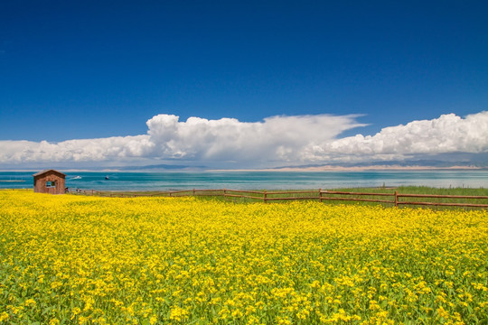 青海湖油菜花