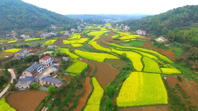 油菜花航拍