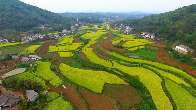 油菜花航拍