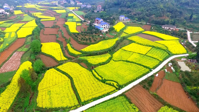 油菜花航拍