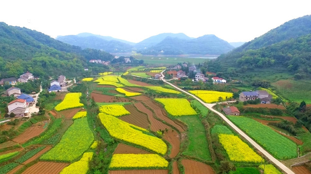 油菜花航拍