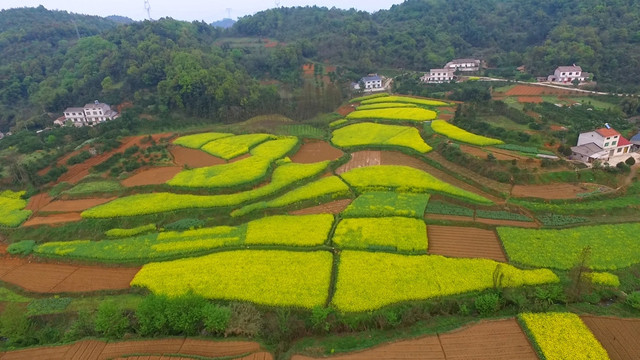 油菜花航拍