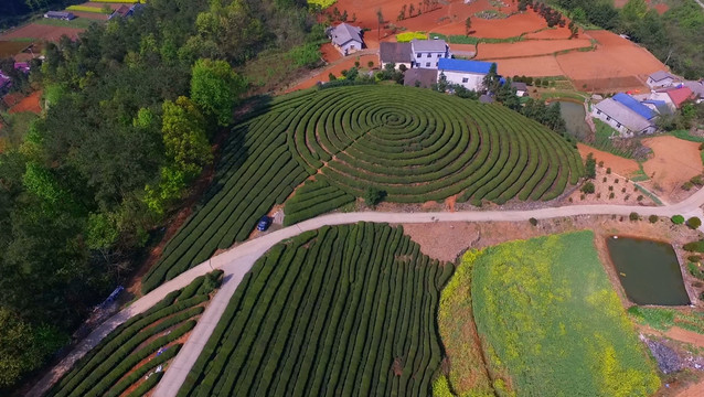 茶園航拍