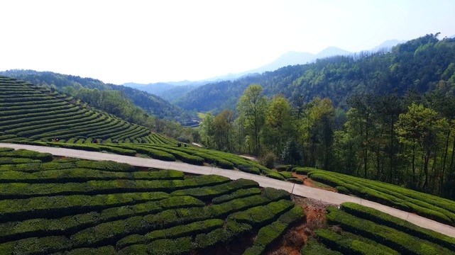 茶山航拍