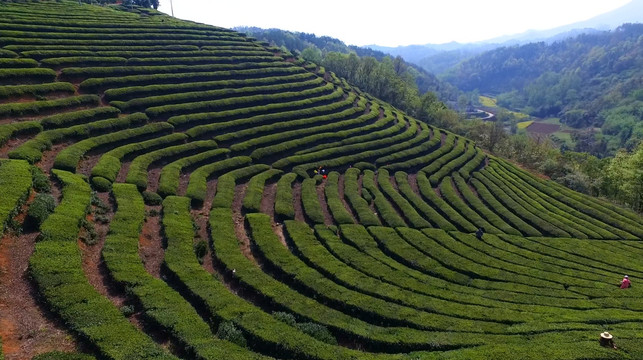 茶山航拍