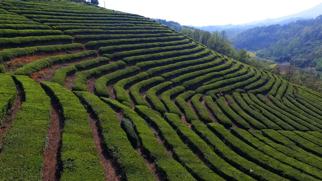 茶山航拍