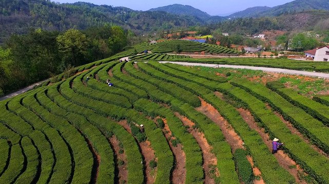 茶山航拍