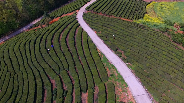 茶山航拍